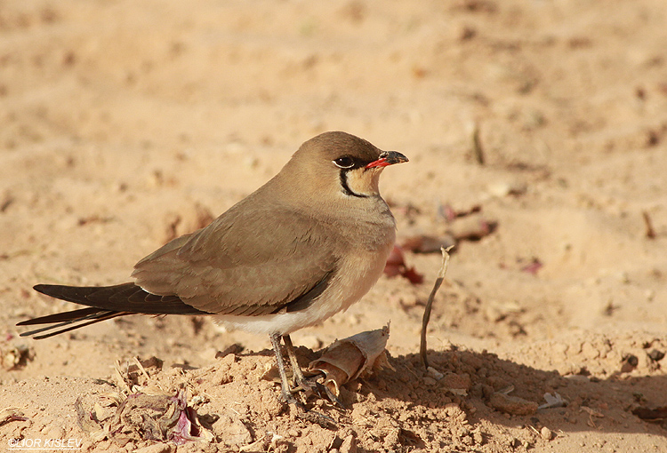 .Collared Pratincole  Glareola pratincola , Yotvata,Arava valley, March 2013. Lior Kislev